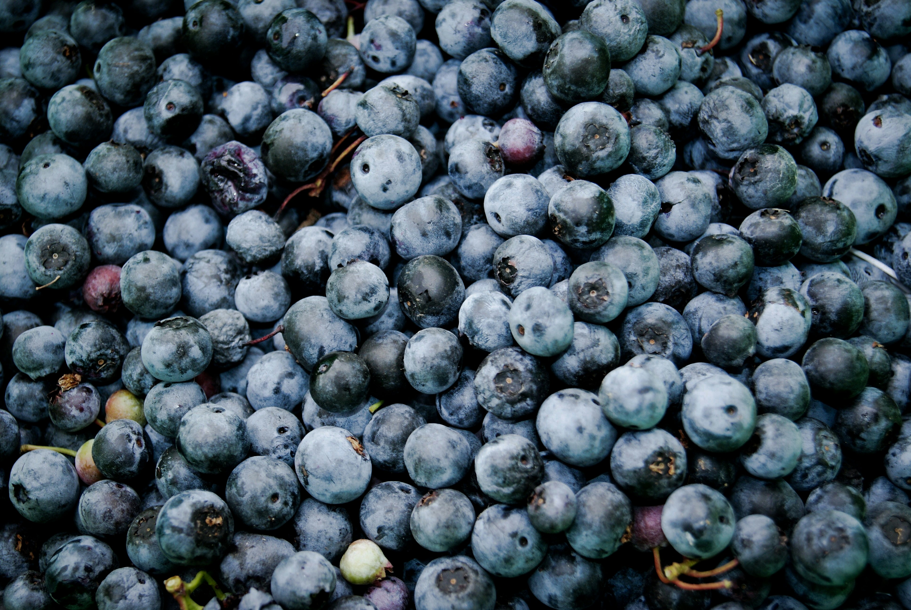 bowl of blueberries